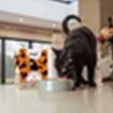 Picture of HiLife 'ION' Cat Pouch Complete - The Chicken One in Jelly 70g 8pk x 4