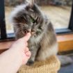 Picture of HiLife 'ION' Cat Treat - Duck Breast 10g x 12