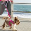Picture of Rogz Utility Pink Large (Fanbelt) Fixed Lead 1.2m x 1