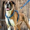 Picture of Rogz Navy Paw Medium (Scooter) Lead 1.4m x 1