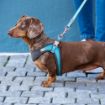 Picture of ROGZ URBAN Classic Dog Lead Turquoise Moon Small 1.8m