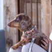 Picture of ROGZ URBAN Classic Dog Lead Olive Twist Medium 1.8m