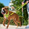 Picture of ROGZ Multi Lead Dayglo Large 1.8m x 1