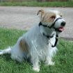 Picture of Halti Link Black - One size fits all x 1
