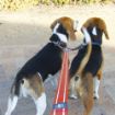 Picture of ROGZ Utility Double Split Lead Small Dayglo x 1