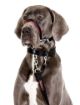 Picture of Halti Optifit Head Collar Black Size 3 Large x 1