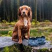 Picture of Henry Wag Snaffle Set Folding Travel Bowls x 1