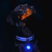 Picture of Rogz Roglite Safety Light - Lime Glow x 1
