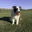 Picture of KONG Bunji High-Viz Ball Large x 1