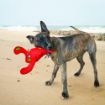 Picture of KONG Belly Flops - Lobster x 1