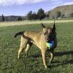 Picture of KONG Twistz High-Viz Ball Large x 1