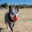 Picture of KONG Ball - Medium / Large x 1