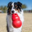 Picture of KONG Bounzer - Red Large 8" x 1