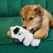 Picture of KONG Comfort Tykes Cow Small x 1