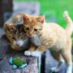 Picture of KONG Cat Toy Refillable Catnip Turtle x 1