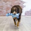 Picture of KONG Dyno Roar Blue Medium/Large x 1