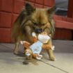 Picture of KONG Floppy Knots Fox Small/Medium x 1
