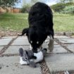 Picture of KONG Sherps Floofs Sheep Medium x 1