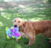 Picture of KONG Frizzle Razzle Medium x 1