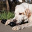 Picture of KONG Extreme Goodie Bone XL (Black) x 1