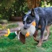 Picture of KONG Shakers Honkers Duck Small x 1