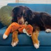 Picture of KONG Wild Low Stuff Fox Medium x 1