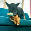 Picture of KONG Wild Low Stuff Pheasant Medium x 1
