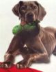 Picture of KONG Maxx Turtle Medium x 1