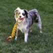 Picture of KONG Maxx Tug Large x 1