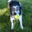 Picture of KONG Reflex Ball Large x 1