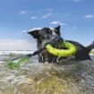 Picture of KONG Reflex Tug x 1
