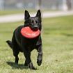 Picture of KONG Rubber Flyer Red - Large x 1