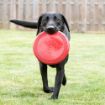 Picture of KONG Rubber Flyer Red - Small x 1