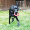 Picture of KONG Red Ring - X-Large x 1
