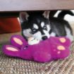 Picture of KONG Snuzzles Bunny Medium x 1