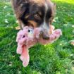 Picture of KONG Scrumplez Bunny Medium x 1
