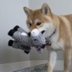 Picture of KONG Sherps Donkey Medium x 1