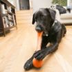 Picture of KONG SqueakStix Large 17.5" x 1