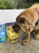 Picture of Laughing Dog Cheesy Bites Dog Treats 125g x 5