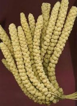 Picture of Chinese Millet Sprays - Large 15kg