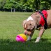 Picture of * Orva Puzzle Interactive Treat Ball Large 21cm x 1