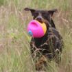 Picture of * Orva Puzzle Interactive Treat Ball Large 21cm x 1
