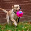 Picture of * Orva Puzzle Interactive Treat Ball Large 21cm x 1