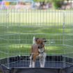 Picture of Henry Wag 6-Sided Wire Pet Play Pen with Base 76 x 63cm x 1