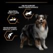 Picture of Pro Plan Adult Dog Medium - Chicken 14kg