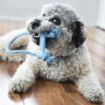 Picture of Puppy KONG Goodie Bone with Rope - Extra Small x 1