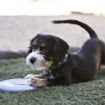 Picture of Puppy KONG Flyer x 1