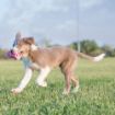 Picture of Puppy KONG Teething Stick - Large x 1