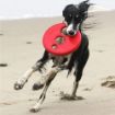 Picture of Rogz RFO Flying Object - Red 9" x 1