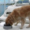 Picture of Road Refresher Large Non-Spill Dog Bowl x 1